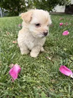 Minnie, a female Maltipoo and Poodle - Toy  for sale in Bakersfield, CA – Photo 7 of 8