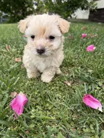 Minnie, a female Maltipoo and Poodle - Toy  for sale in Bakersfield, CA – Photo 1 of 8