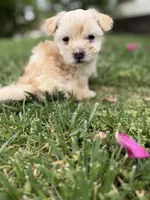 Minnie, a female Maltipoo and Poodle - Toy  for sale in Bakersfield, CA – Photo 5 of 8