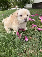 Minnie, a female Maltipoo and Poodle - Toy  for sale in Bakersfield, CA – Photo 8 of 8