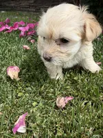 Minnie, a female Maltipoo and Poodle - Toy  for sale in Bakersfield, CA – Photo 4 of 8