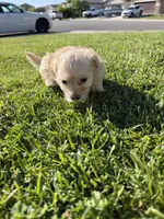 Minnie, a female Maltipoo and Poodle - Toy  for sale in Bakersfield, CA – Photo 3 of 8