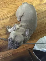 Zoe, a male French Bulldog for sale in Brooklyn, NY – Photo 5 of 10