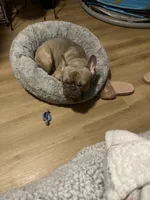 Zoe, a male French Bulldog for sale in Brooklyn, NY – Photo 8 of 10