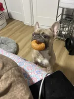 Zoe, a male French Bulldog for sale in Brooklyn, NY – Photo 7 of 10