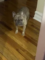 Zoe, a male French Bulldog for sale in Brooklyn, NY – Photo 1 of 10