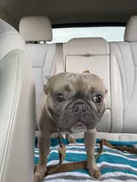 Zoe, a male French Bulldog for sale in Brooklyn, NY – Photo 4 of 10