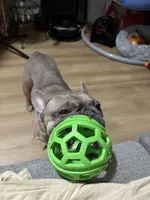 Zoe, a male French Bulldog for sale in Brooklyn, NY – Photo 9 of 10