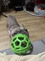 Zoe, a male French Bulldog for sale in Brooklyn, NY – Photo 10 of 10