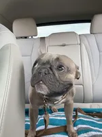 Zoe, a male French Bulldog for sale in Brooklyn, NY – Photo 3 of 10