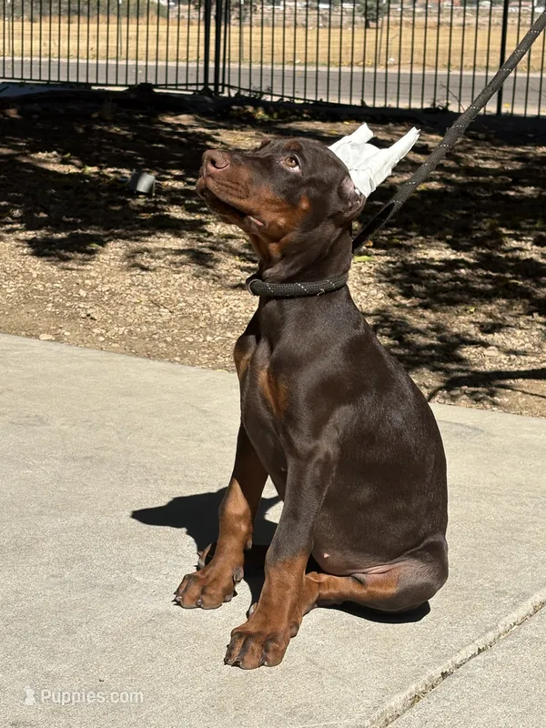 Hazel  – Doberman Pinscher puppy for sale in Hesperia, CA