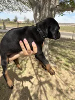 Lana , a female Doberman Pinscher for sale in Hesperia, CA – Photo 2 of 2