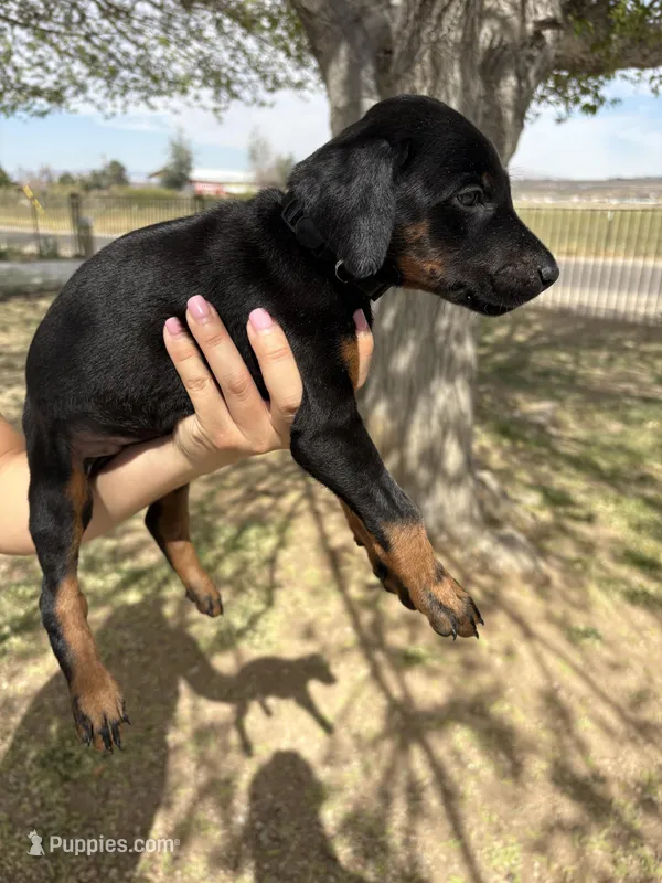 Lana  – Doberman Pinscher puppy for sale in Hesperia, CA