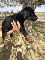 Lana , a female Doberman Pinscher for sale in Hesperia, CA – Photo 1 of 2