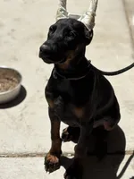 Prada , a female Doberman Pinscher for sale in Hesperia, CA – 1 of 3