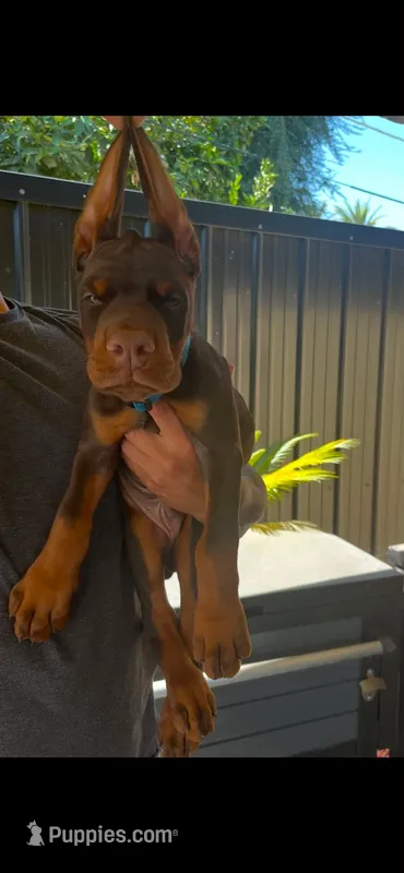 Hazel  – Doberman Pinscher puppy for sale in Hesperia, CA