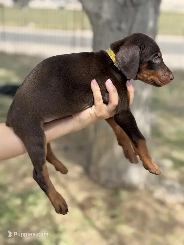 Dixie – Doberman Pinscher puppy for sale in Hesperia, CA