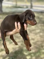 Dixie, a female Doberman Pinscher for sale in Hesperia, CA – Photo 2 of 2
