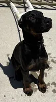 Prada , a female Doberman Pinscher for sale in Hesperia, CA – 2 of 3