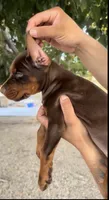 Hazel , a female Doberman Pinscher for sale in Hesperia, CA – 3 of 4