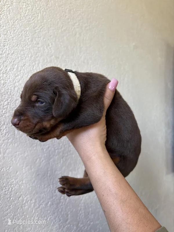 Draco, a male Doberman Pinscher for sale in Hesperia, CA – Photo 1 of 3