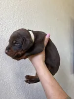 Draco, a male Doberman Pinscher for sale in Hesperia, CA – Photo 1 of 3