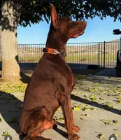 Draco, a male Doberman Pinscher for sale in Hesperia, CA – Photo 3 of 3