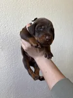 Draco, a male Doberman Pinscher for sale in Hesperia, CA – Photo 2 of 3