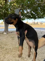 Max , a male Doberman Pinscher for sale in Hesperia, CA – 2 of 4