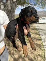 Max , a male Doberman Pinscher for sale in Hesperia, CA – Photo 2 of 2