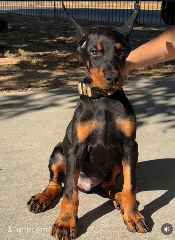 Max  – Doberman Pinscher puppy for sale in Hesperia, CA
