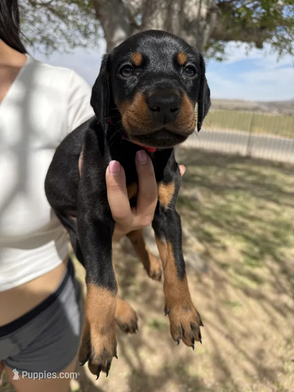 Max  – Doberman Pinscher puppy for sale in Hesperia, CA