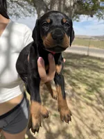 Max , a male Doberman Pinscher for sale in Hesperia, CA – Photo 1 of 2