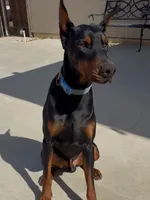 Zeus, a male Doberman Pinscher for sale in Hesperia, CA – Photo 1 of 3