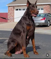 Zeus, a male Doberman Pinscher for sale in Hesperia, CA – Photo 3 of 3