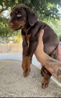 Hazel , a female Doberman Pinscher for sale in Hesperia, CA – 2 of 4