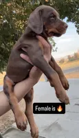 Hazel , a female Doberman Pinscher for sale in Hesperia, CA – 4 of 4