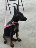 Prada , a female Doberman Pinscher for sale in Hesperia, CA – 3 of 3