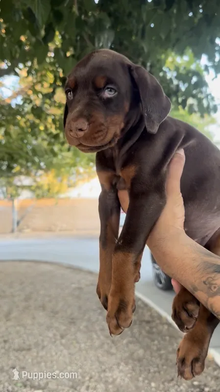 Hazel  – Doberman Pinscher puppy for sale in Hesperia, CA