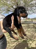 Venom , a male Doberman Pinscher for sale in Hesperia, CA – Photo 1 of 4