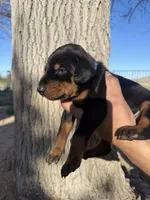 Venom , a male Doberman Pinscher for sale in Hesperia, CA – Photo 2 of 3
