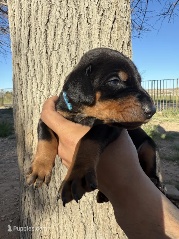 Venom , a male Doberman Pinscher for sale in Hesperia, CA – Photo 1 of 3