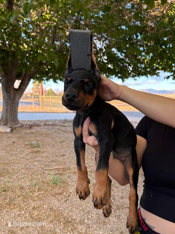 Venom  – Doberman Pinscher puppy for sale in Hesperia, CA