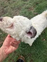 Dwight, a male Portuguese Water Dog for sale in Nicholson, PA – Photo 2 of 3