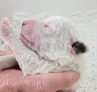 Dwight, a male Portuguese Water Dog for sale in Nicholson, PA – Photo 2 of 5