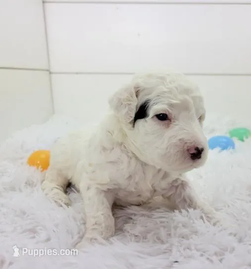 Dwight – Portuguese Water Dog puppy for sale in Nicholson, PA