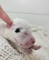 Dwight, a male Portuguese Water Dog for sale in Nicholson, PA – Photo 3 of 5