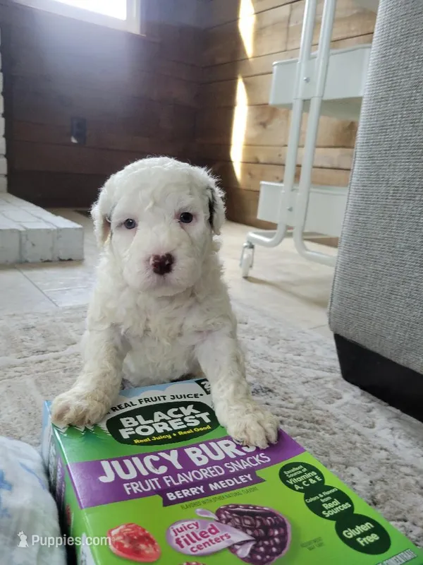 Dwight – Portuguese Water Dog puppy for sale in Nicholson, PA