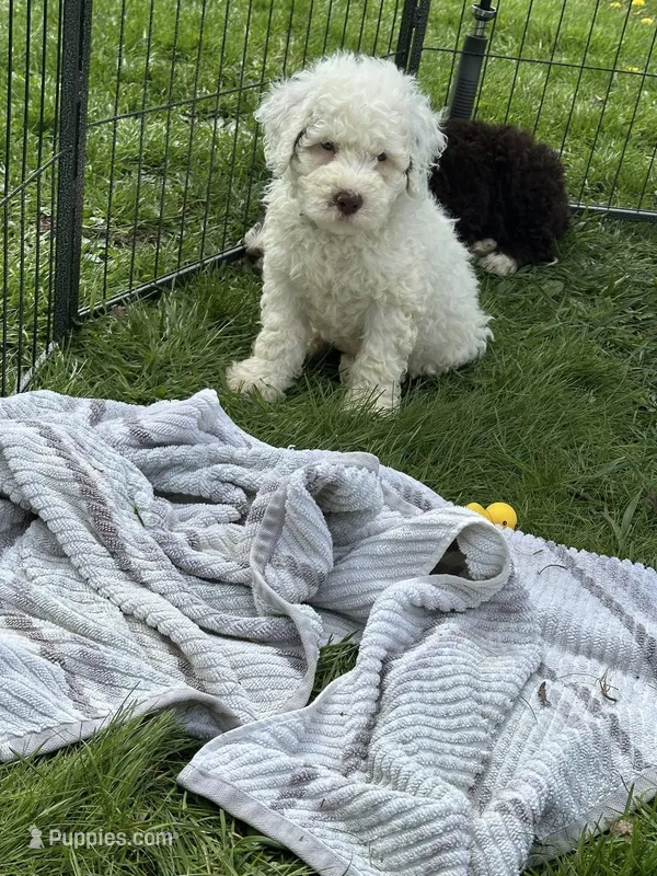 Dwight – Portuguese Water Dog puppy for sale in Nicholson, PA