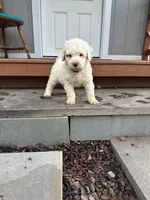 Dwight, a male Portuguese Water Dog for sale in Nicholson, PA – Photo 1 of 3